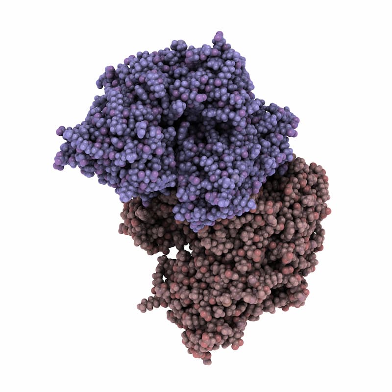 3D-модель молекулы простат-специфического мембранного антигена (ПСМА).