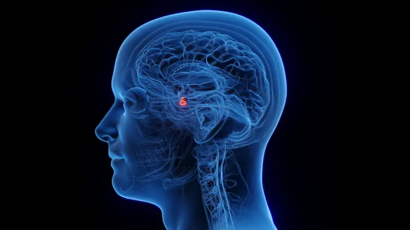 3D-иллюстрация, показывающая расположение гипофиза в головном мозге человека.